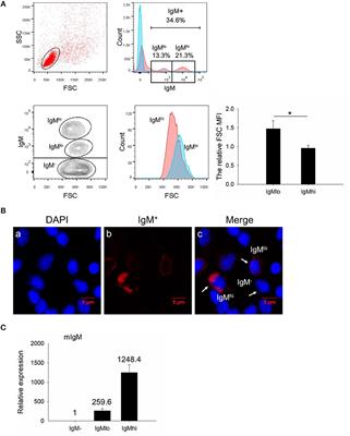 Effects of Cell Differentiation on the Phagocytic Activities of IgM+ B Cells in a Teleost Fish